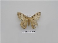 藏品(尺蛾346)的圖片